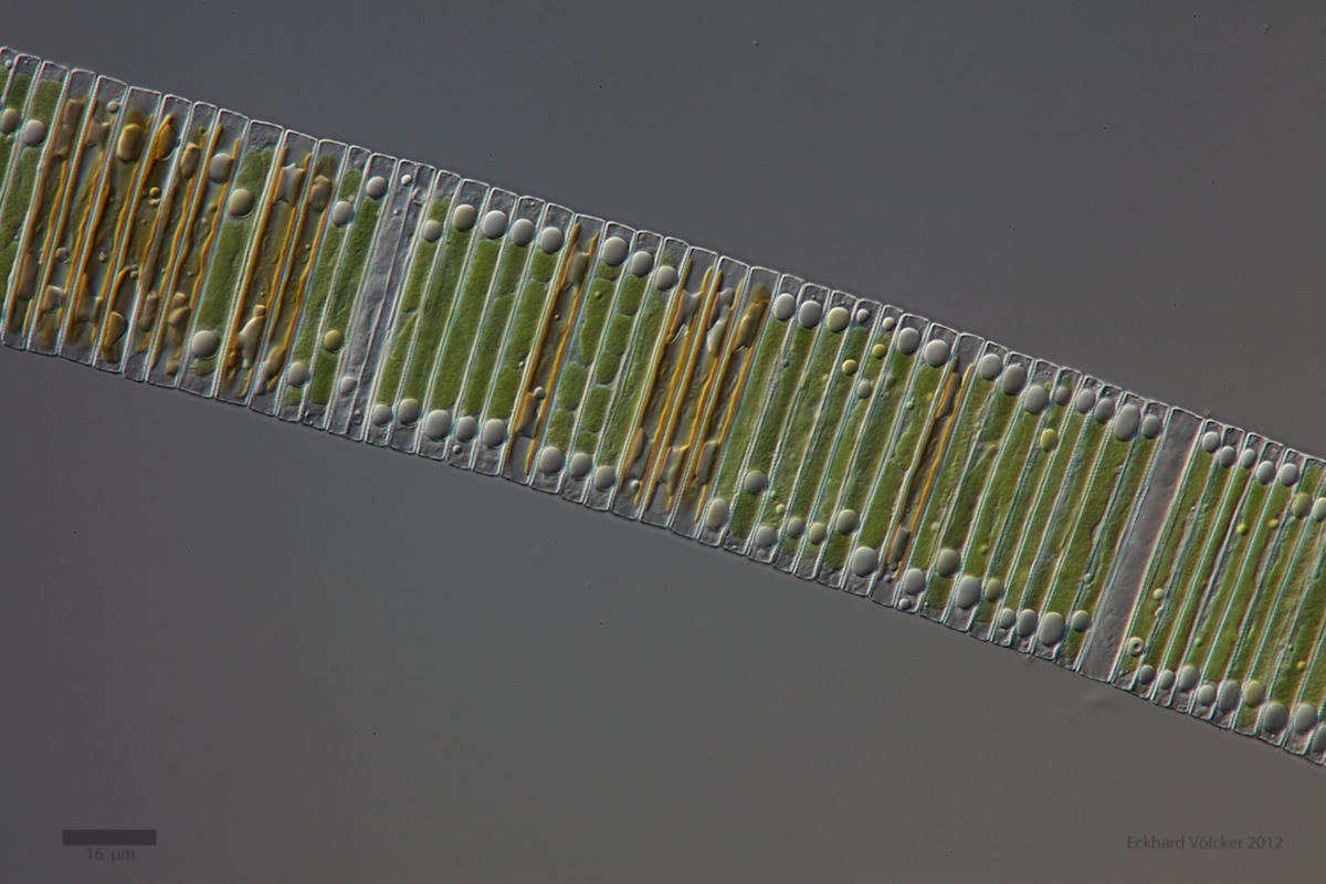 Loading Image