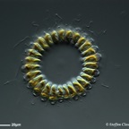 Cyclonexis