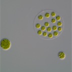 Img2009-05-13_028 (1)