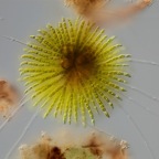 Chaetophora elegans