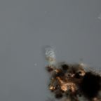 Lecythium spinosum 1