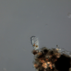 Lecythium spinosum 2