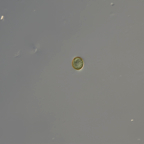 Pyxidicula operculata