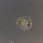 Nuclearia delicatula