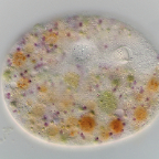 Nassula ornata, 40x (3)