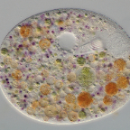 Nassula ornata, 40x (2)