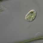 Histobalantium natans