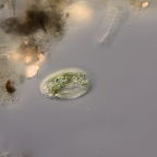 Histobalantium natans (1)