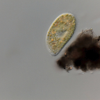 Histobalantium natans (2)