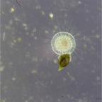 Img0205 - Arbeitskopie 2