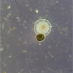 Img0213 - Arbeitskopie 2