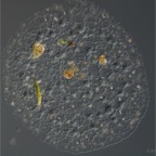 Img0185 - Arbeitskopie 3 (2)