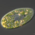 Paramecium bursaria cilia