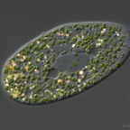 Paramecium bursaria