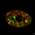 Paramecium bursaria AF