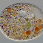 Nassula ornata