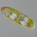 Euglena sp.