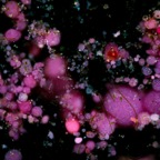 Purple Bacteria Neustom