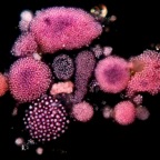 Purple Bacteria