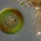 Oscillatoria chlorina