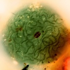 Nostoc sp.