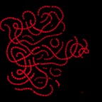 Annabaena fluorescence