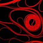 Oscillatoria autofluorescence 002