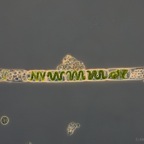 Spirogyra sp. 16x